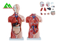 医学の二重性のヘッド明確な構造が付いている人間の胴の解剖学モデル サプライヤー